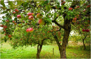 apple trees for sale