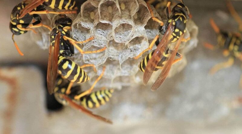 Wasp Nest Removal Techniques