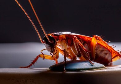 Most Annoying Insect