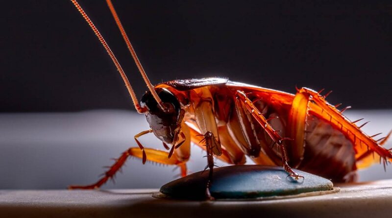 Most Annoying Insect